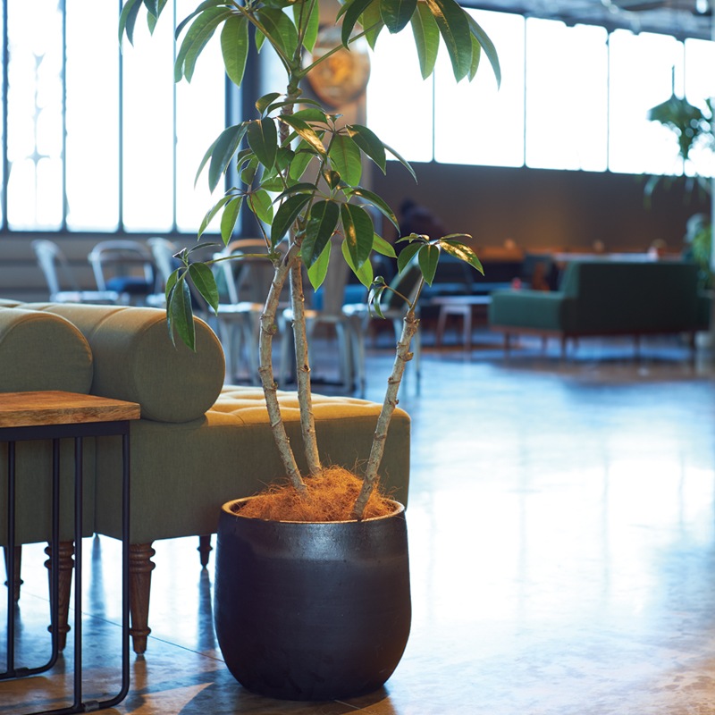 205 �桼�ݥå�