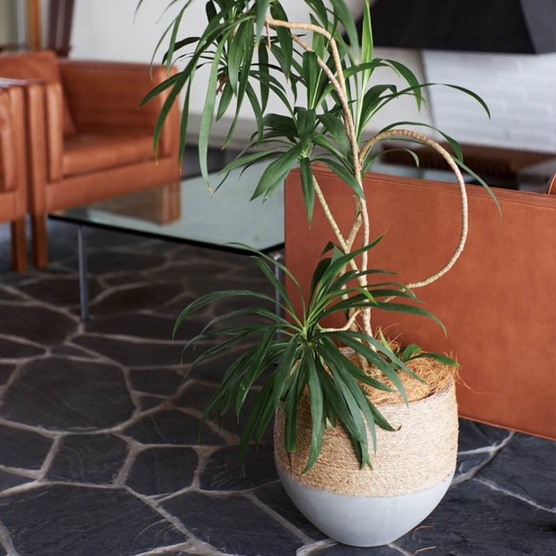 園芸 インテリア ポット カムラン スパングラス RD M 33/A 1個入り sg-sg1x33e [p351] （代引き不可）