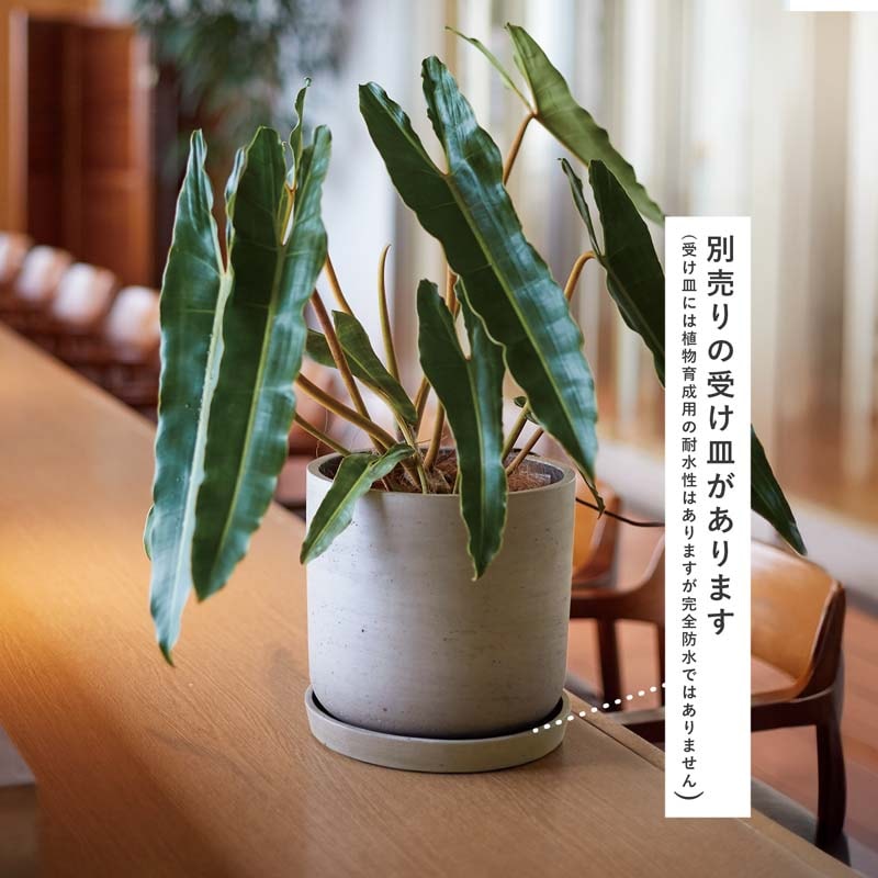 ���å��� �桼�ݥå�