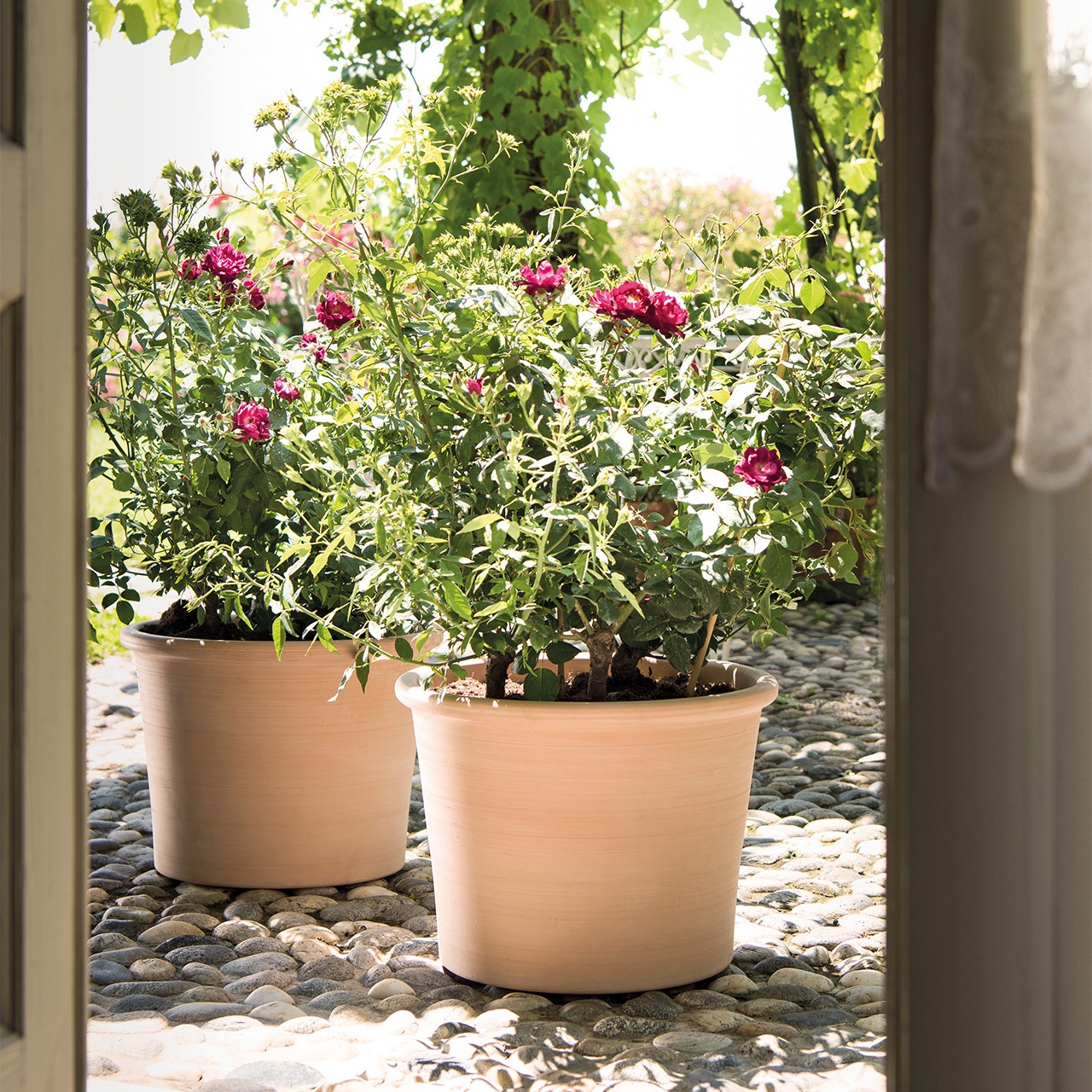 �����ɥ� �ܥ������