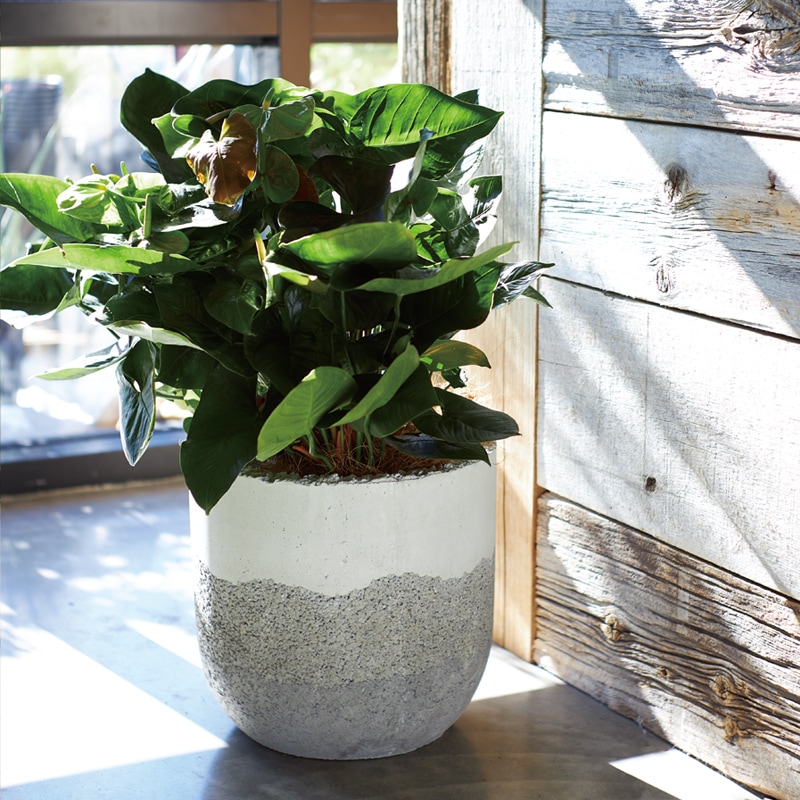 COLTES コルテス 大型植木鉢 高さ40cm Amazon | 植木鉢 大型 コルテス ラウンド M 40 セメント | 鉢