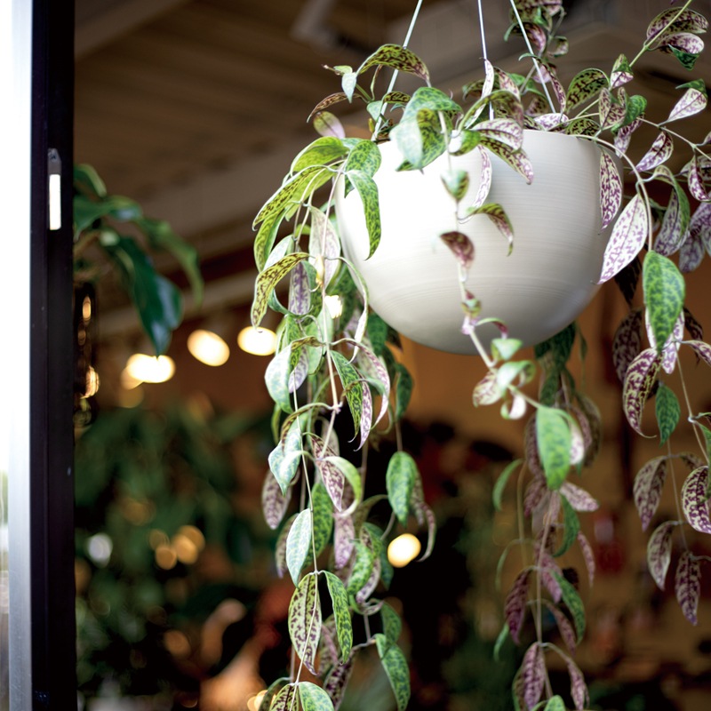 スチールハンギング フェルモ 植木鉢 テラコッタとプランターの通販専門店 Barge