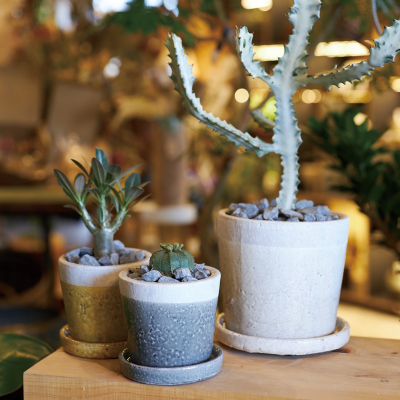 ���꡼�� �������դ�