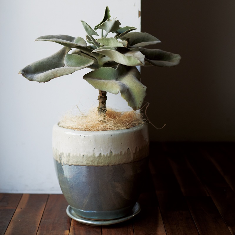 �ɥ��� �������դ�