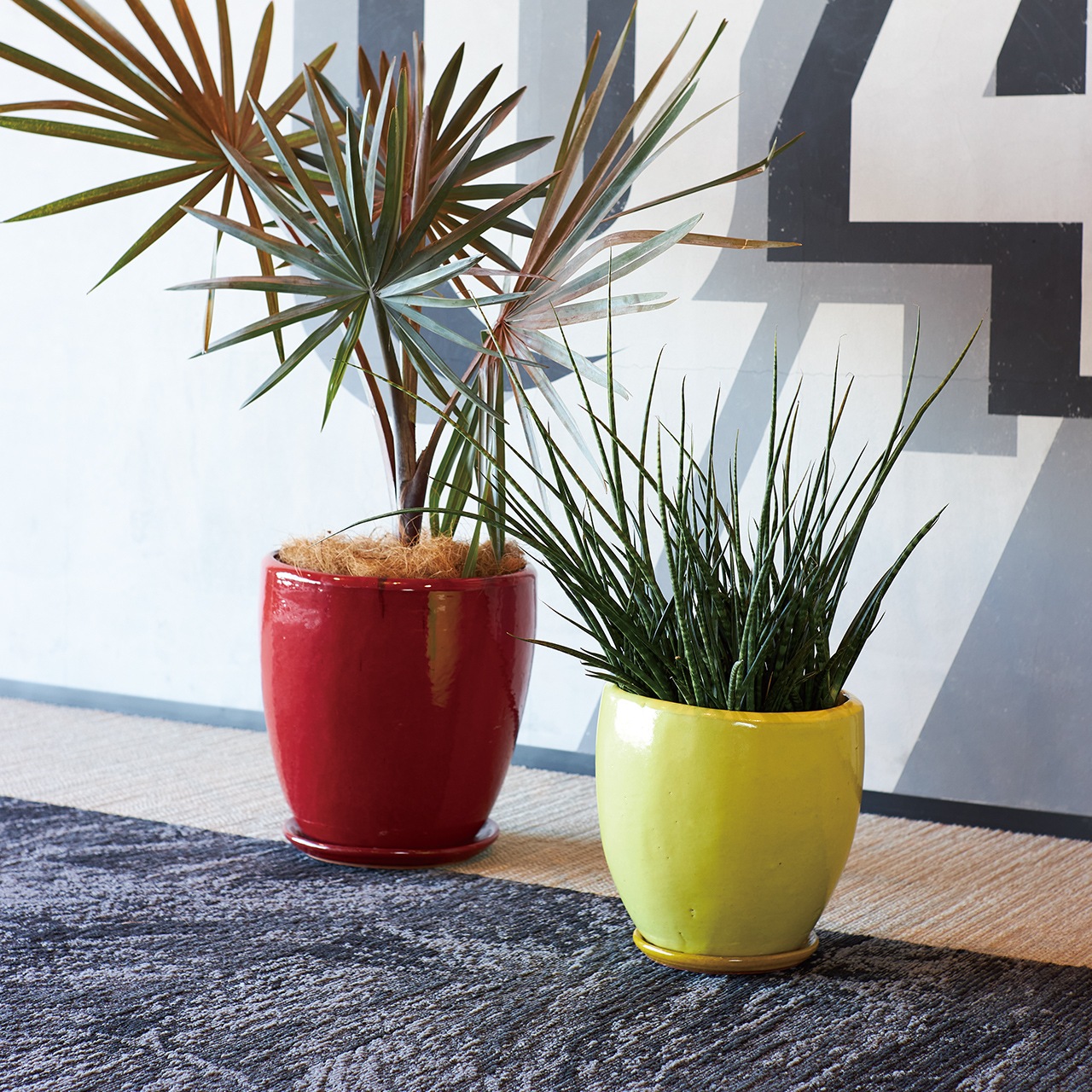 �ɥ��� �������դ�