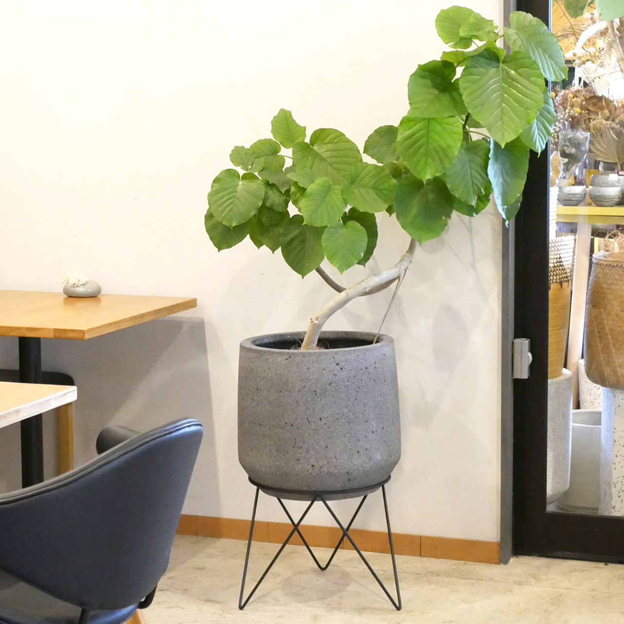 パボ ミドル | モノ・ストーン | 植木鉢・テラコッタとプランターの