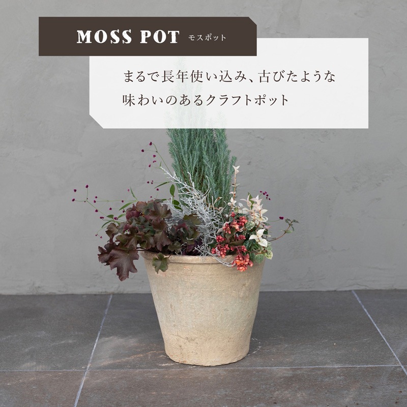 アザレア アンティークホワイト | モスポット | 植木鉢・テラコッタと