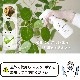 MY PLANTS ���䤵�������ߥ���