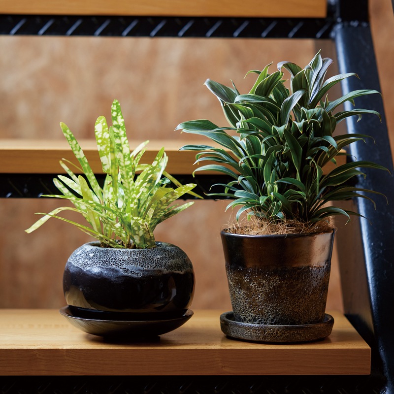 �ϡ��쥤 �ܥ��� �������դ�