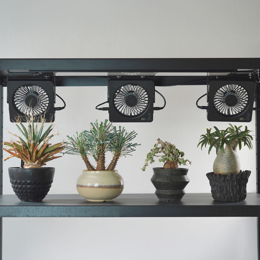 ��Aechmea Slim Link�ۡ������������åޥ��ͥå����֡â����ѥ����ץ�ɬ��