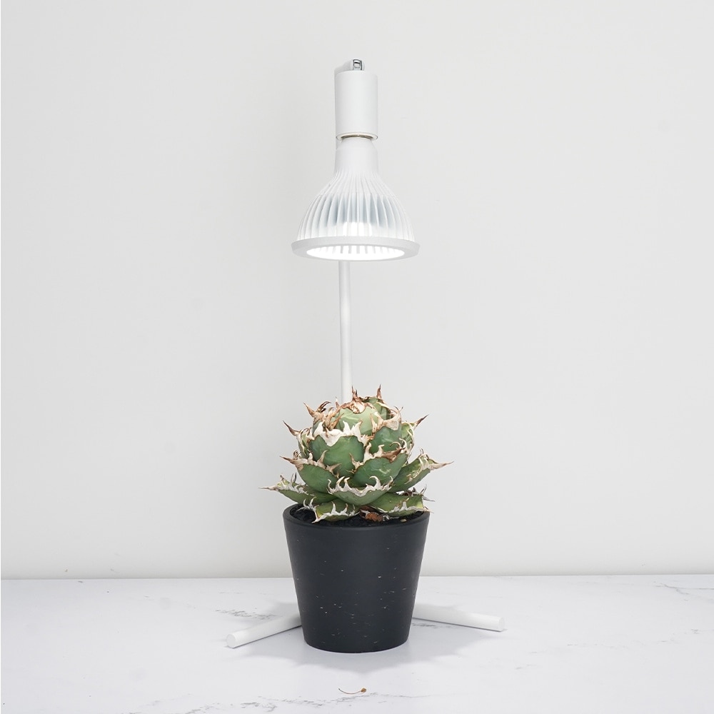 եץ  ֥å ۥ磻ȡʪ饤 Ĵǽ Floor Lamp STANDAkond