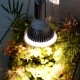 ڿʪLED SUN-18WE26 PLANT CLIP-A åŵ E26PlantLight18W˴տʪ ʪݥ饤