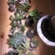 ڿʪLED SUN-18WE26 PLANT CLIP-A åŵ E26PlantLight18W˴տʪ ʪݥ饤