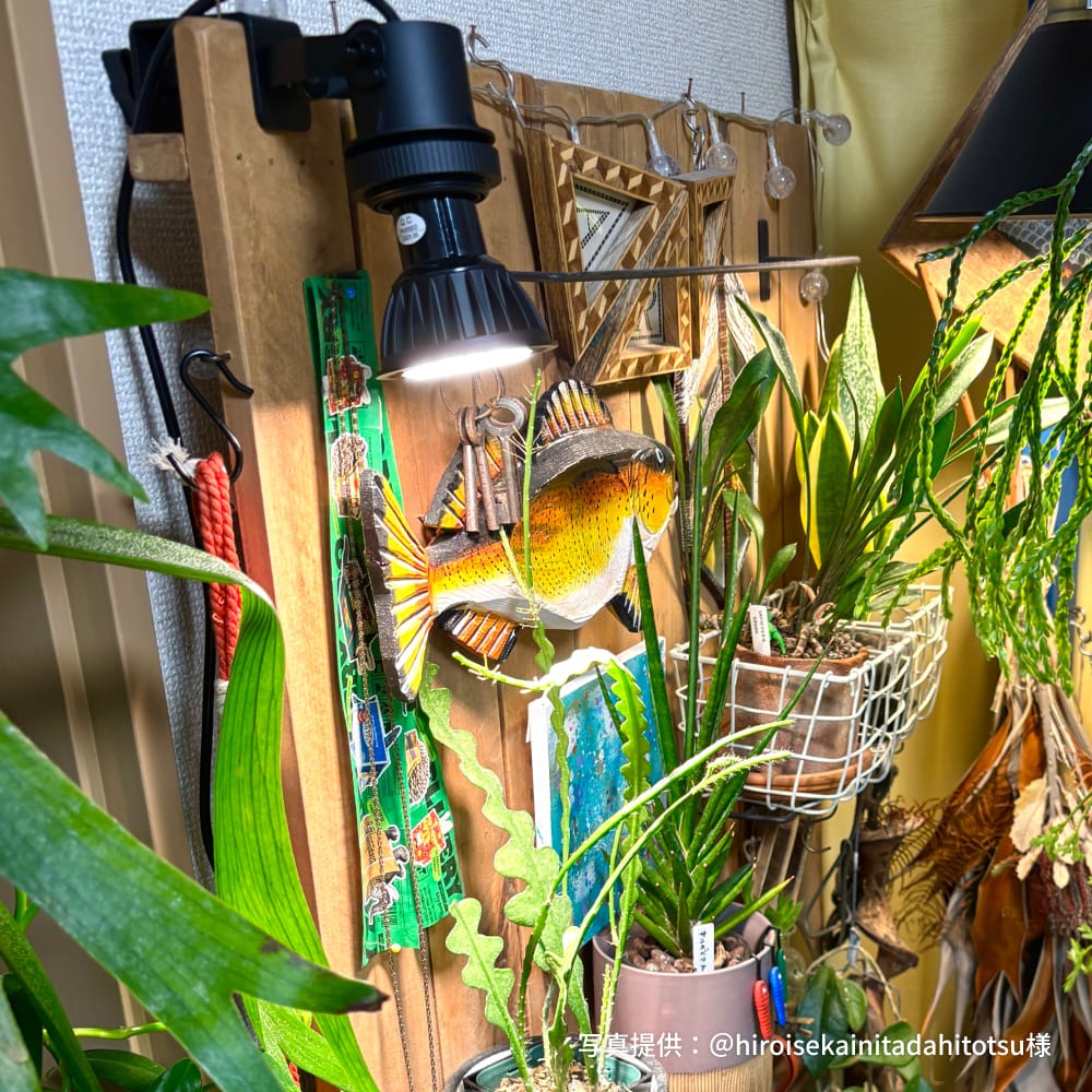 Clamp Lamp Socket�á��� ��MINIGROW SUN-9W�����֤�����⡢�� �פ��ɤ���Υ������ˡ��å������������åȡڥ��å������