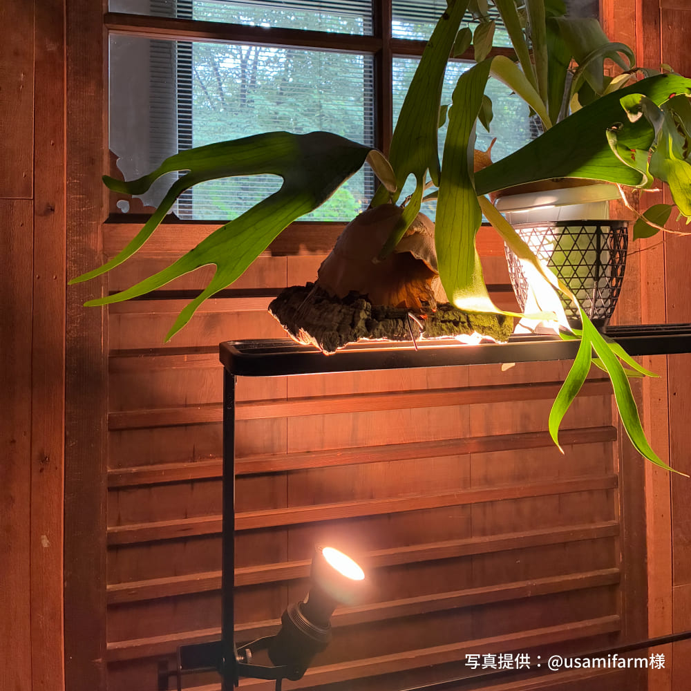 Clamp Lamp Socket�á��� ��MINIGROW SUN-9W�����֤�����⡢�� �פ��ɤ���Υ������ˡ��å������������åȡڥ��å������