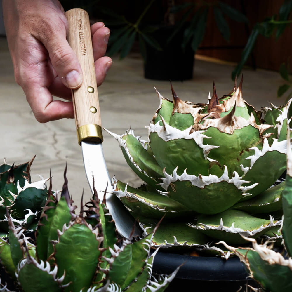 ��TAKEMOTO BROS SICKLES���ܿ��Ѥγ��ۡ�Traspalting Sickle/Utility Sickle���� �����ؤ������ܳ������