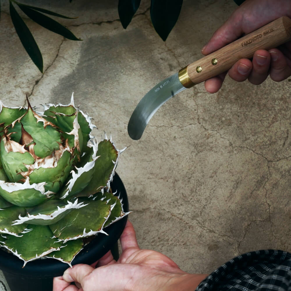 ��TAKEMOTO BROS SICKLES���ܿ��Ѥγ��ۡ�Traspalting Sickle/Utility Sickle���� �����ؤ������ܳ������