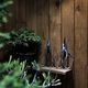 ��BONSAI  SHEARS�ۡ��ߺ����ó�����ʪ