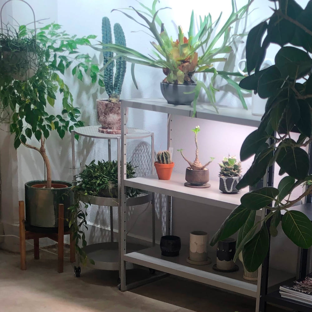 ��PLANT OPEN RACK 70/100�ۡ�GREEN THUMBERS�åץ��ȥ����ץ��å���H70��S60��D30 H100��S90��D36[cm] 