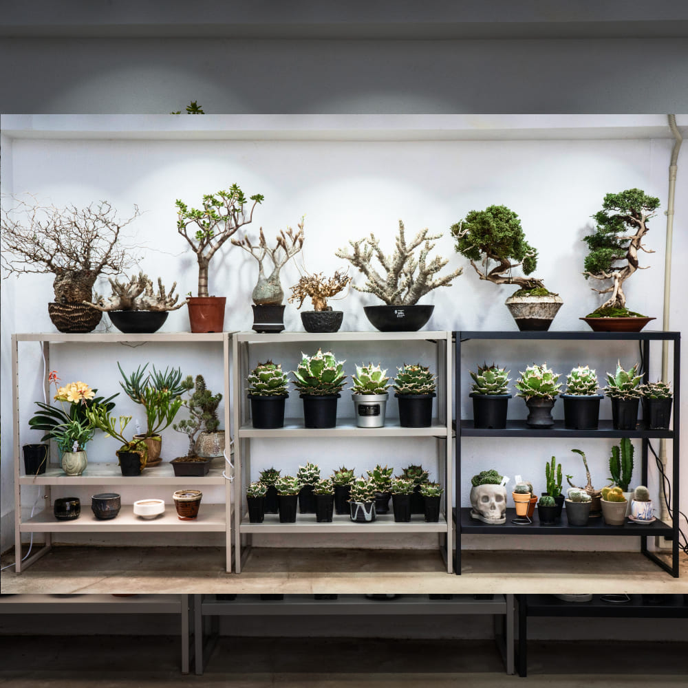 ��PLANT OPEN RACK 70/100�ۡ�GREEN THUMBERS�åץ��ȥ����ץ��å���H70��S60��D30 H100��S90��D36[cm] 