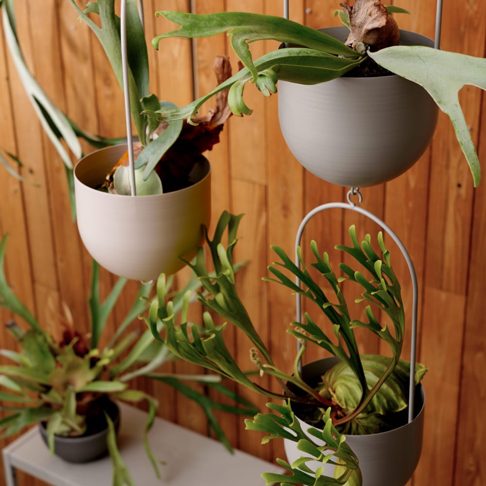 ��HANGING PLANTPOT O1�ۡ�GREEN THUMBERS�åϥ󥮥󥰥ץ��ȥݥå�