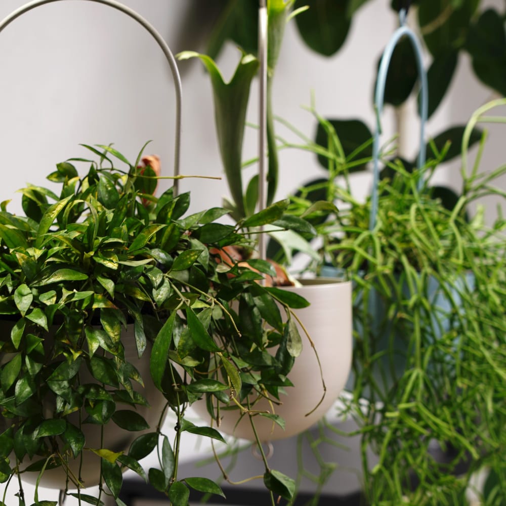 ��HANGING PLANTPOT O1�ۡ�GREEN THUMBERS�åϥ󥮥󥰥ץ��ȥݥå�