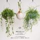 ��HANGING PLANTPOT O1�ۡ�GREEN THUMBERS�åϥ󥮥󥰥ץ��ȥݥå�