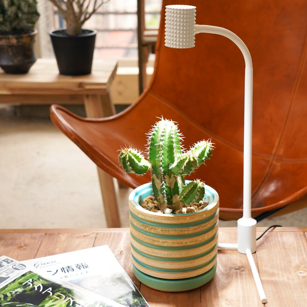 Yew-7wۥɷ Ĵǽդʪ˻Ȥ֤䤫򿧸ÿ١6800 ~7200K