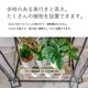 GREEN THUMBERS GREEN HOUSE ӥˡ벹