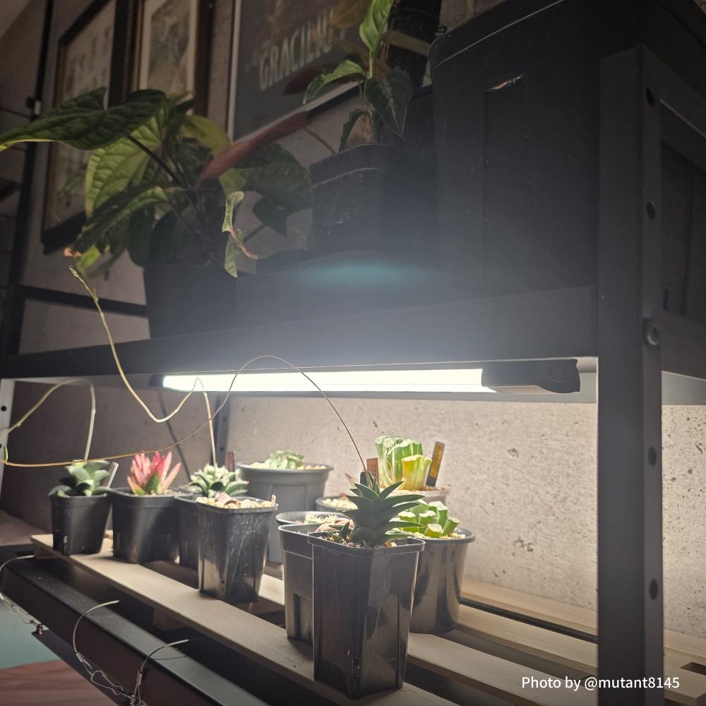 �ڥ��å�����ۡ�ê�����������������å�|SHELF GROW SLIM��PLANT OPEN RACK 100