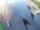 2013 ƥǥ TSD SUPܡ7'0"x29x100L/USUP-239