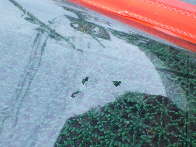 2021 S2�ޥ��� �������å� S2 MAUI WICKED 6.3m2  (���/USR-310��