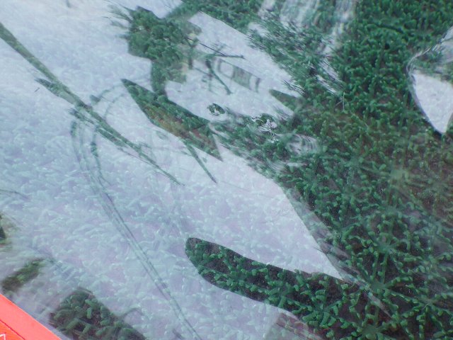 2021 S2�ޥ��� �������å� S2 MAUI WICKED 6.3m2  (���/USR-310��