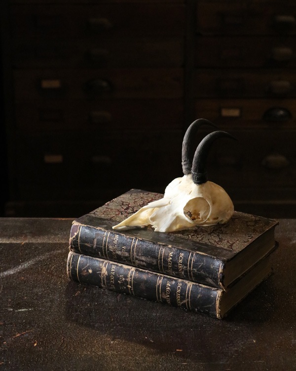 Little Goat｜山羊の角