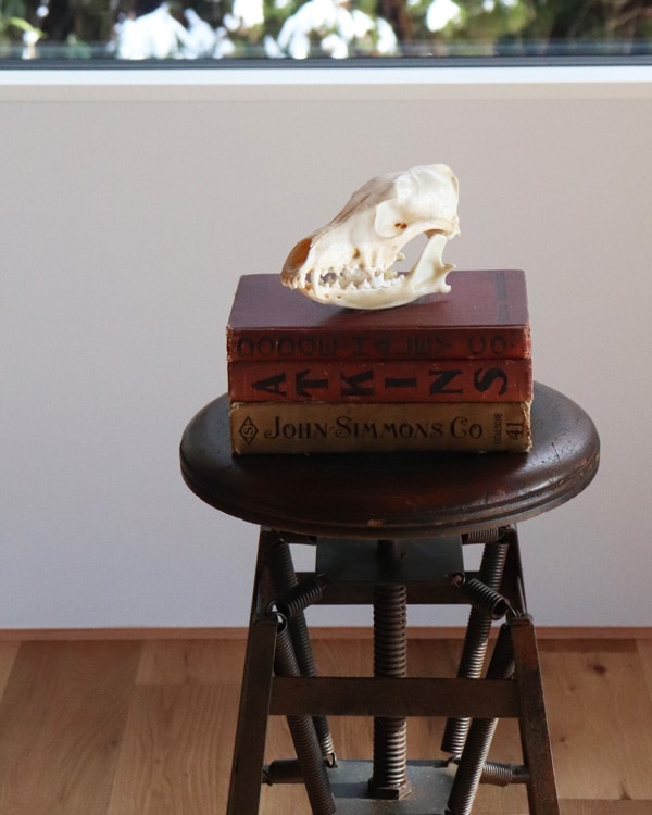 Coyote Skull｜コヨーテの頭骨