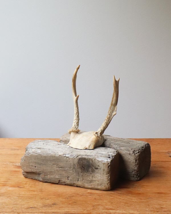 Deer Antler H-No.02｜鹿の角 H-No.02