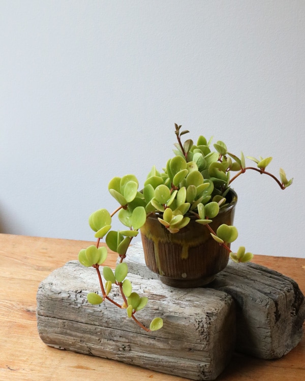 Brown Drip Planter|ブラウンドリッププランター