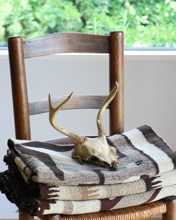 Deer Skull ｜鹿の頭骨