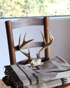 Coyote Skull A｜コヨーテの頭骨 A