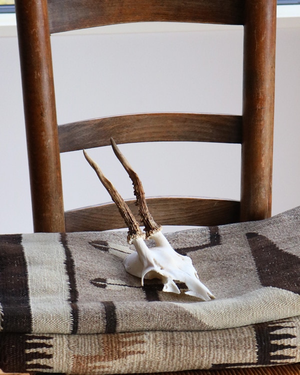 Deer Skull ｜鹿の頭骨