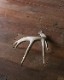 Deer Antler L-No.02üγ L-No.02