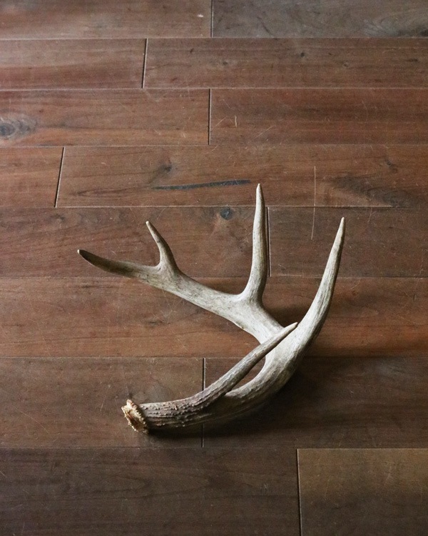 Deer Antler L-No.04�ü��γ� L-No.04