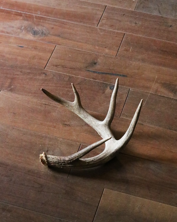 Deer Antler L-No.04�ü��γ� L-No.04
