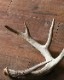Deer Antler L-No.04�ü��γ� L-No.04