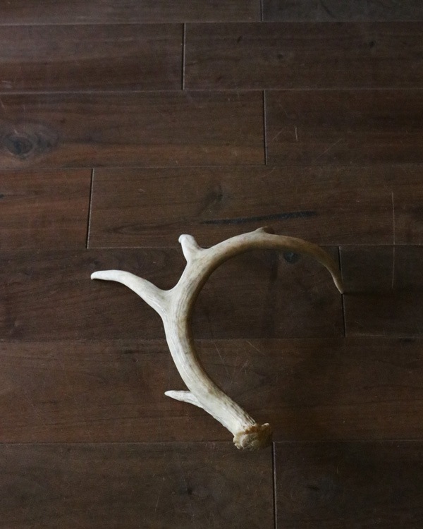 Deer Antler L-No.06�ü��γ� L-No.06