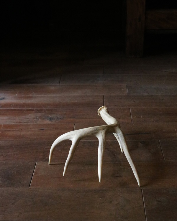 Deer Antler L-No.06�ü��γ� L-No.06