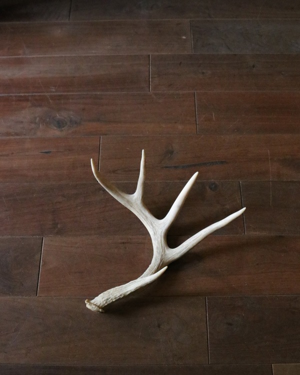 Deer Antler L-No.06�ü��γ� L-No.06