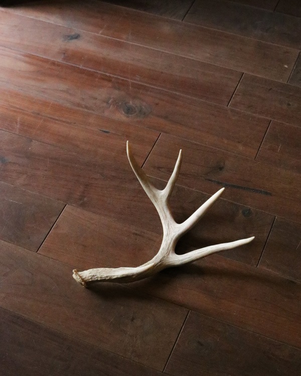 Deer Antler L-No.06�ü��γ� L-No.06