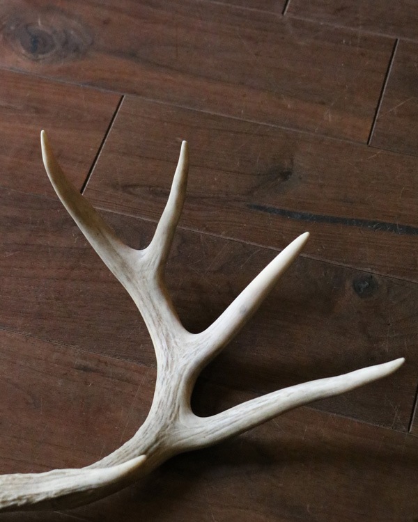 Deer Antler L-No.06�ü��γ� L-No.06