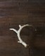 Deer Antler L-No.06�ü��γ� L-No.06